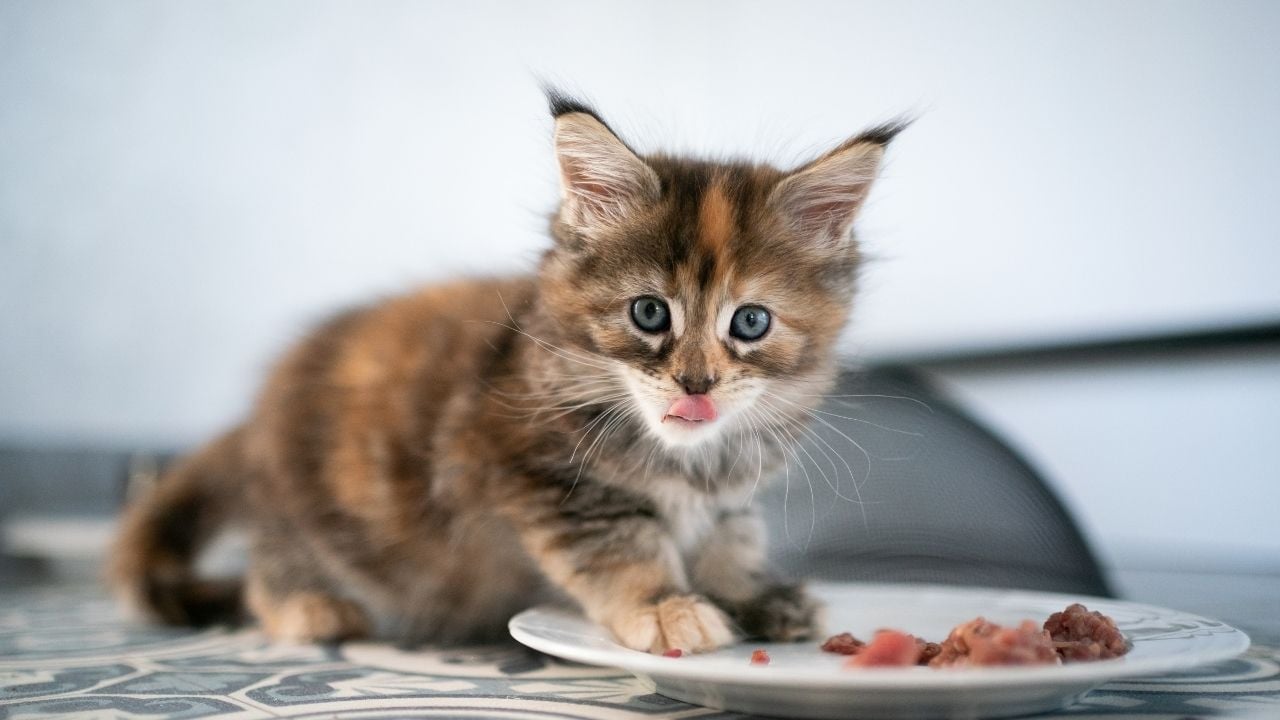 yavru kedi yemek yiyor