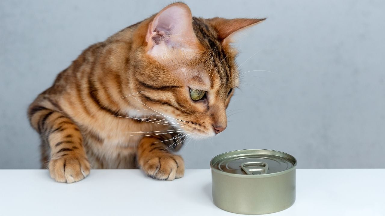 yavru kedi yaş mama yiyor