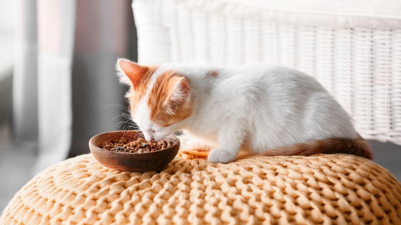 beyaz sarı yavru kedi mama yiyor