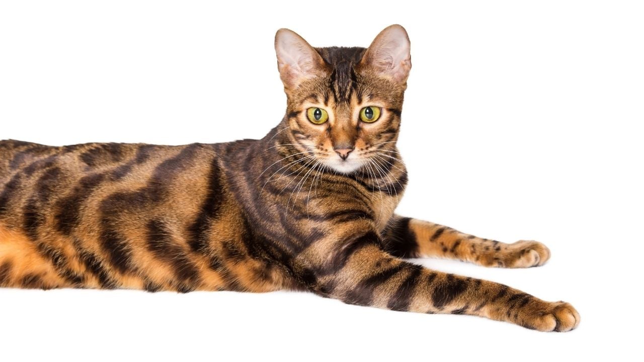 Toyger Kedisi