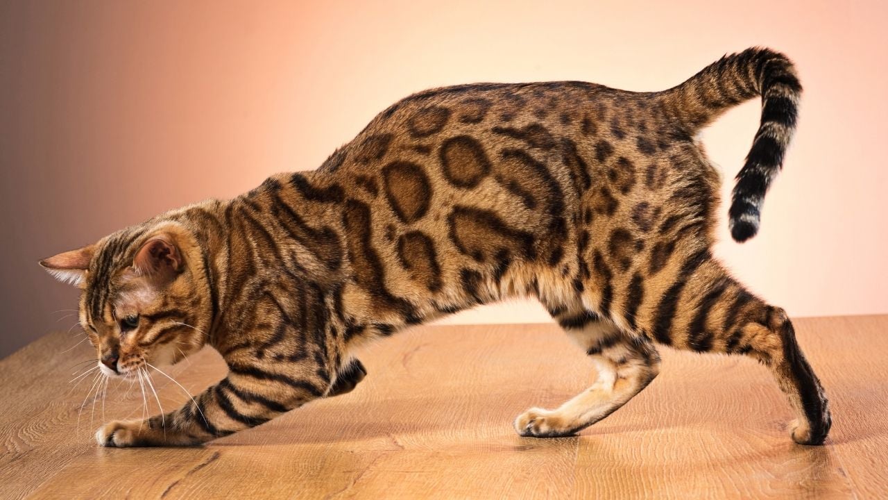 Bengal Kedisi