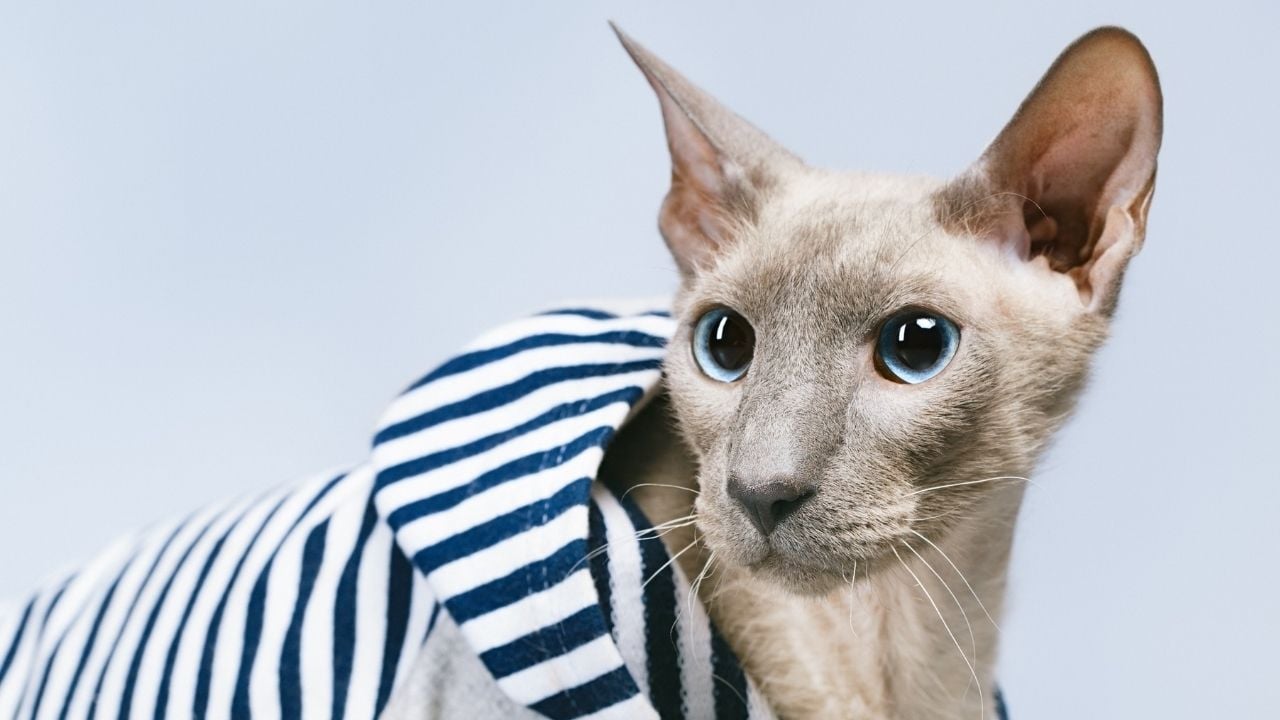 Peterbald