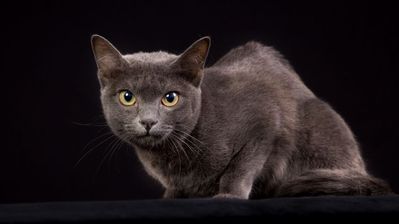 Korat Kedisi