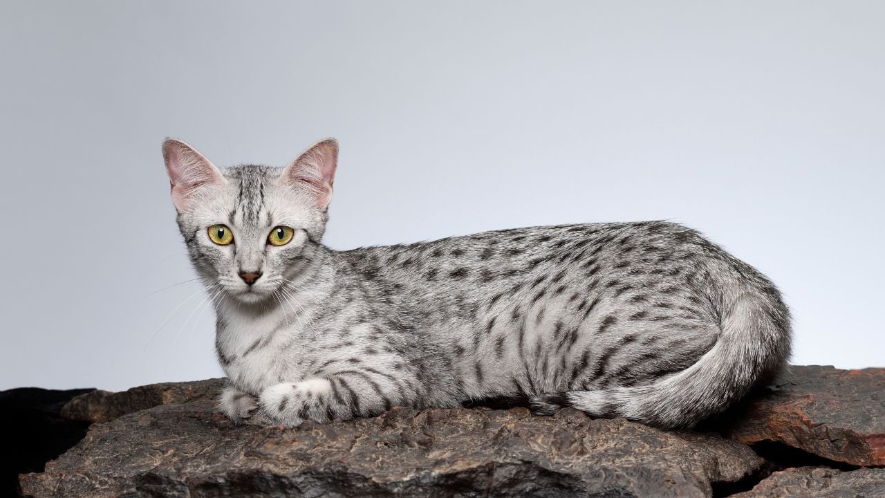 Mısır Mausu (Egyptian Mau)