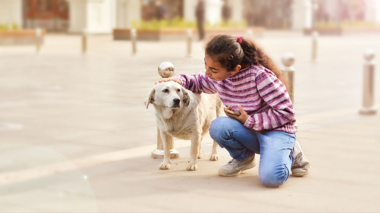 köpek seven çocuk
