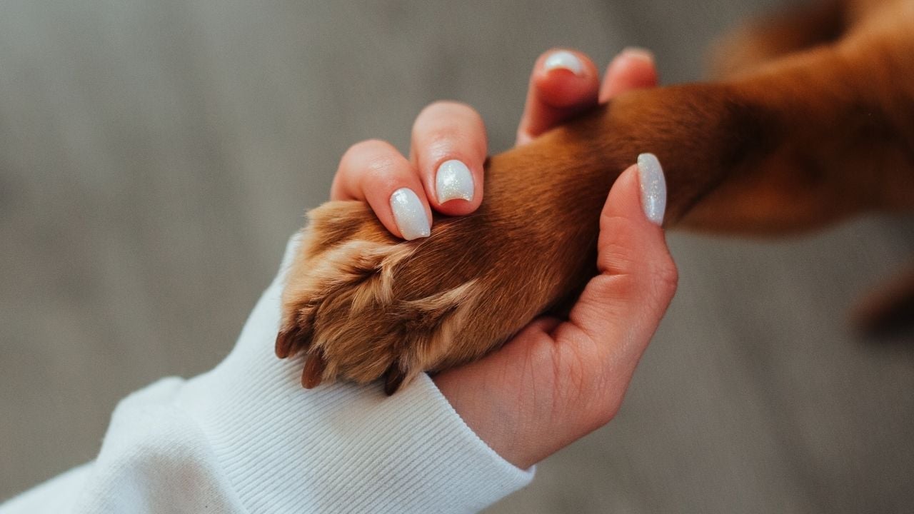 köpek patisi tutan el