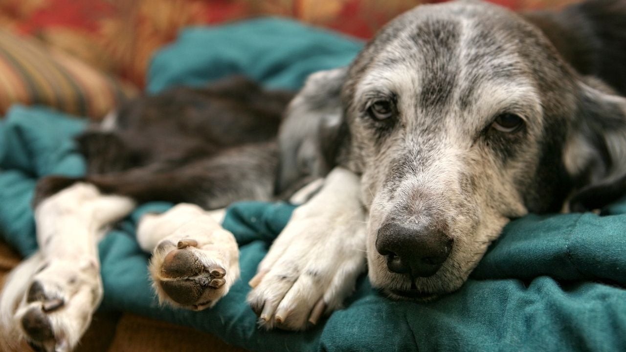 hasta bir köpek yatıyor