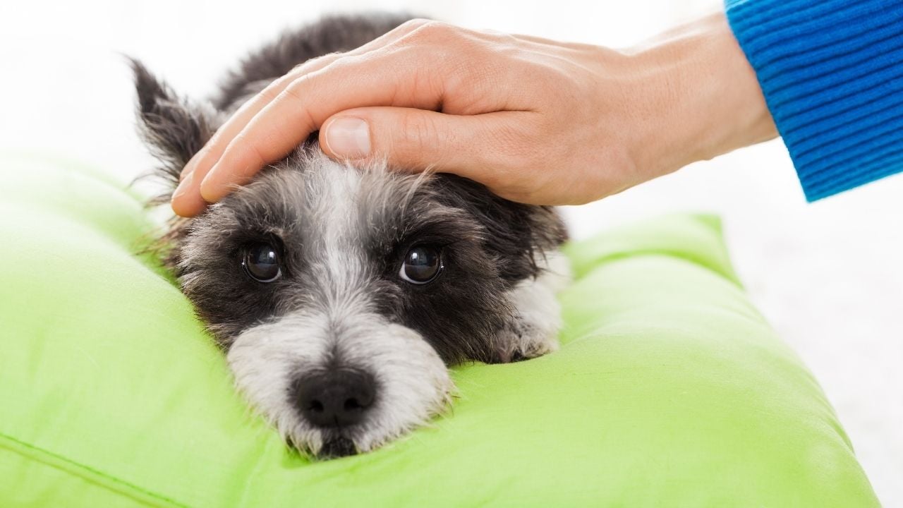 minik hasta bir köpek