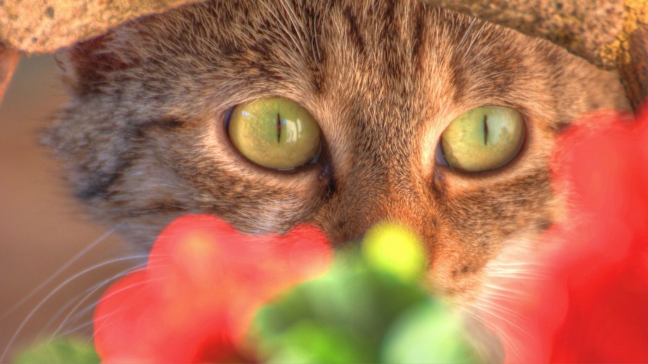 yeşil gözlü tekir kedi