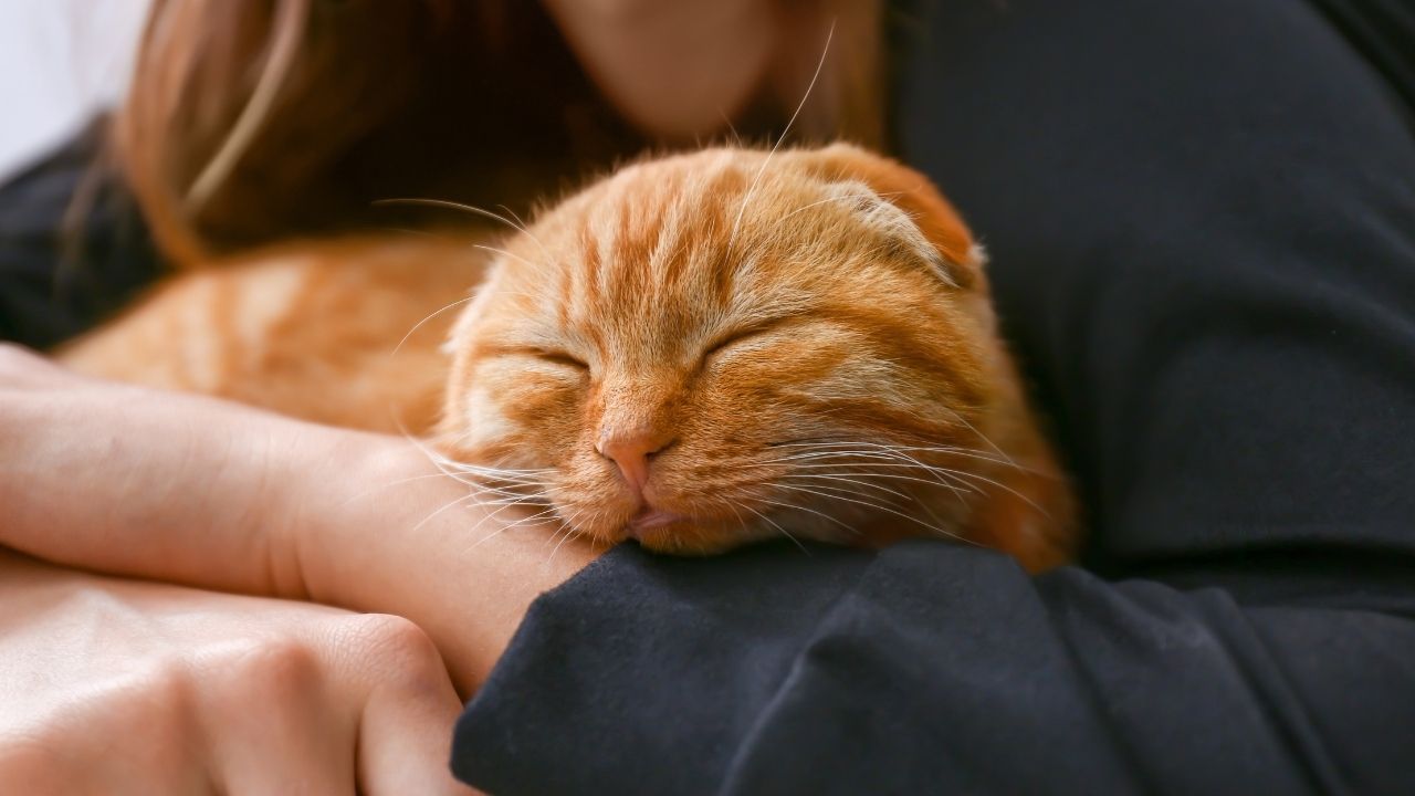 sarman kedi kucakta uyuyor