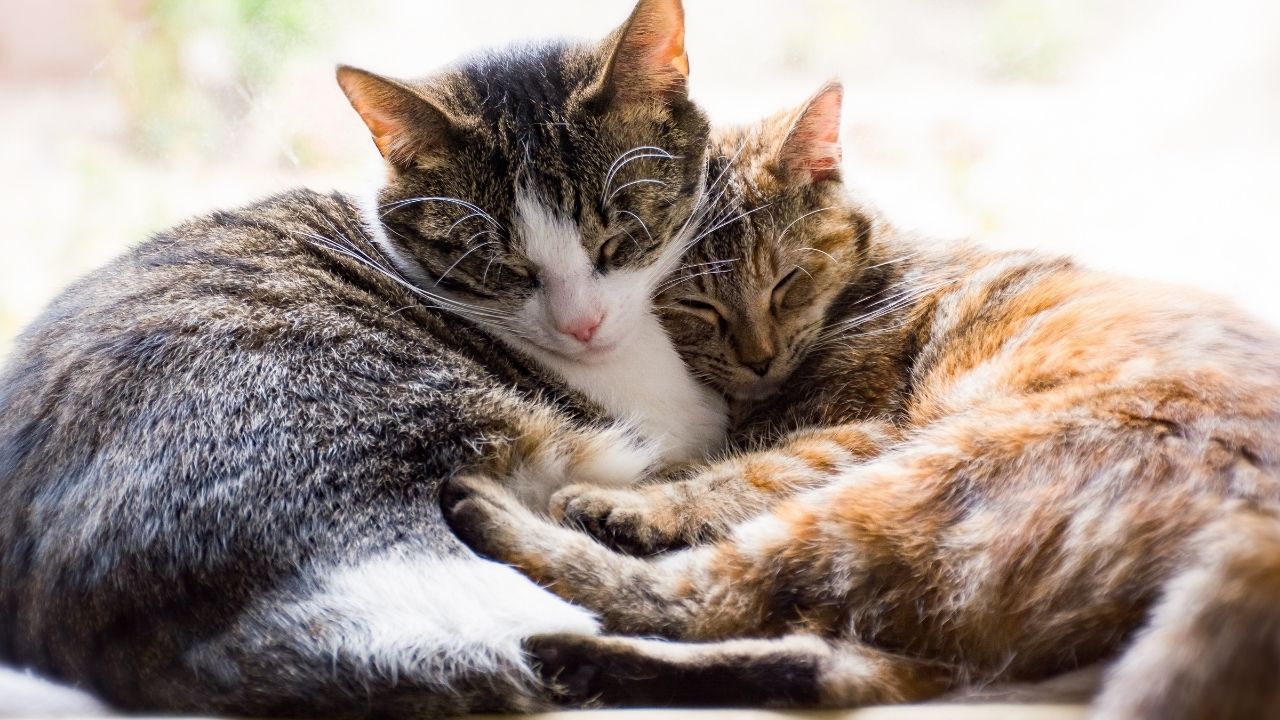 iki kedi birbirine sarılmış