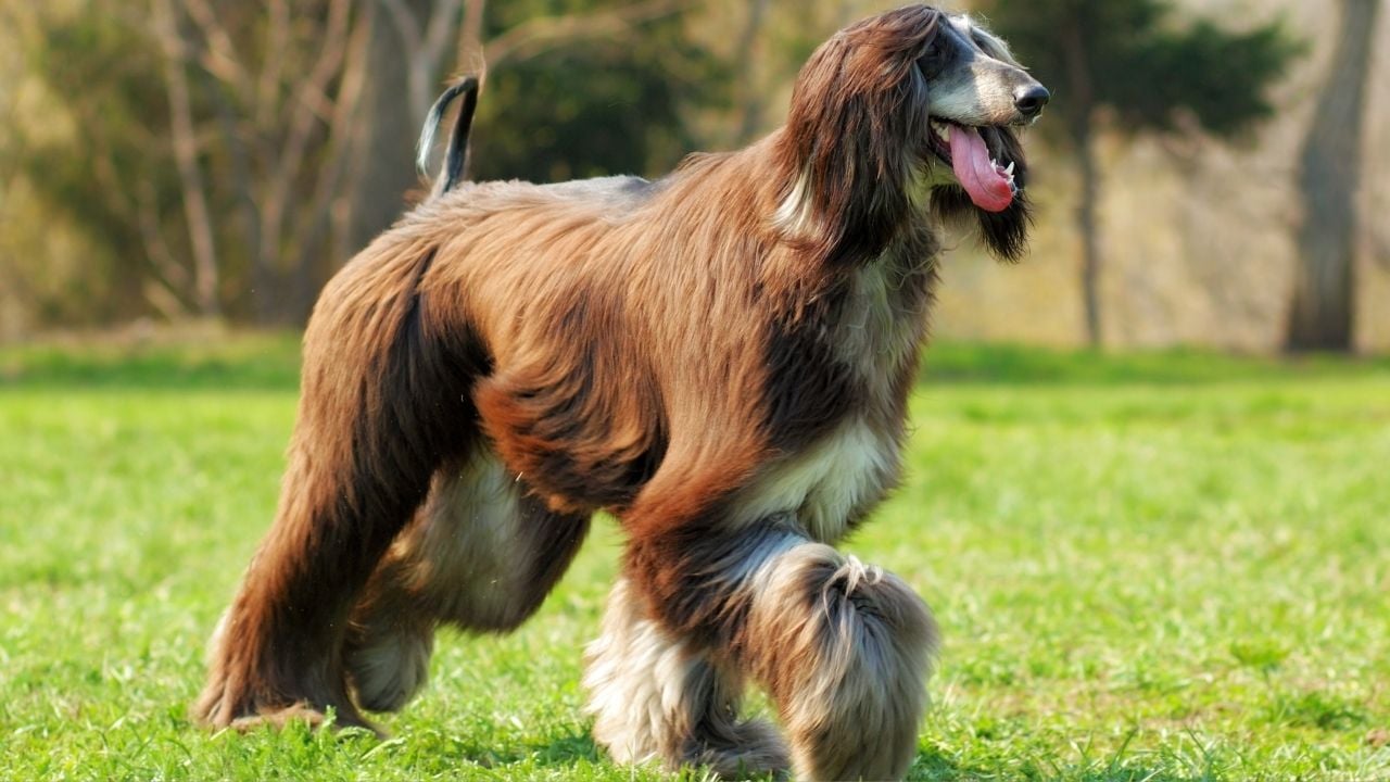 uzun burunlu köpek cinslerinden afgan tazısı