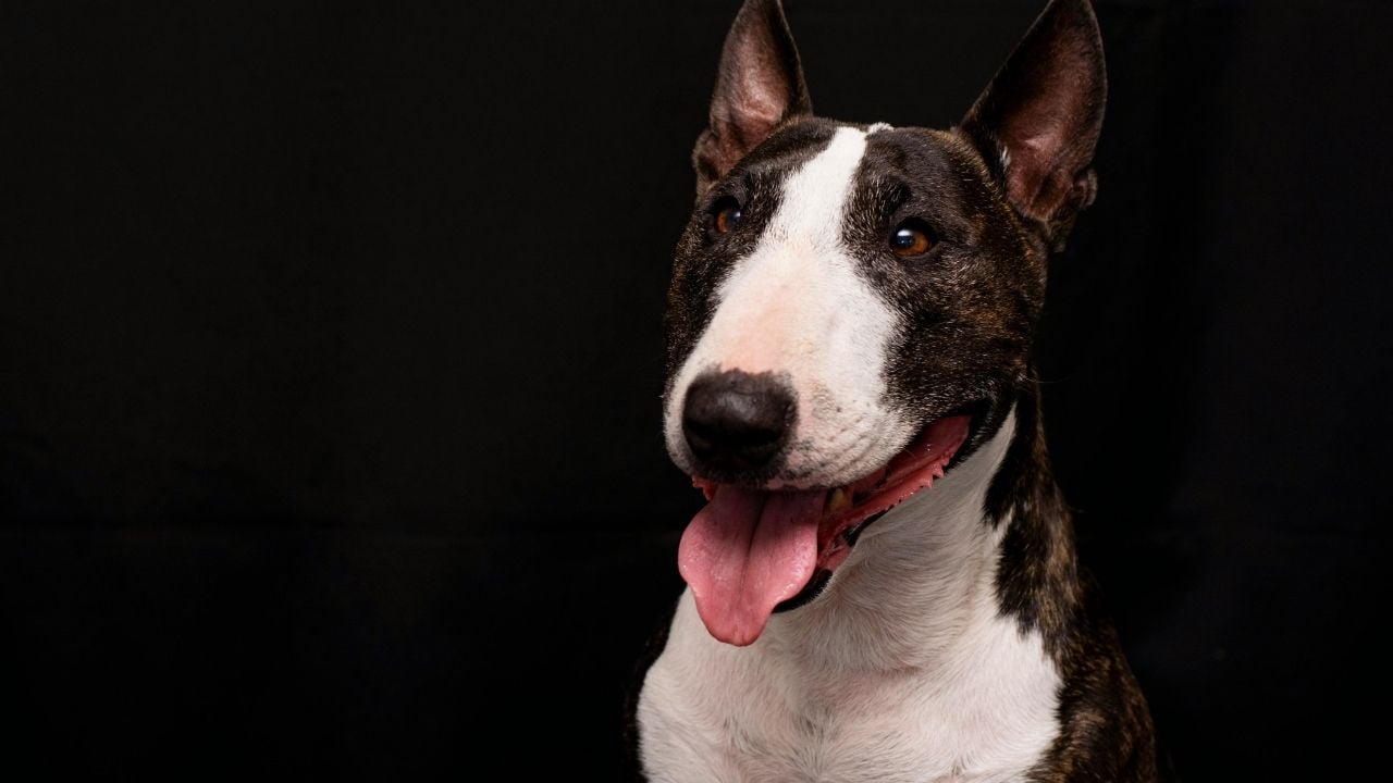 uzun burunlu köpek cinslerinden bull terrier