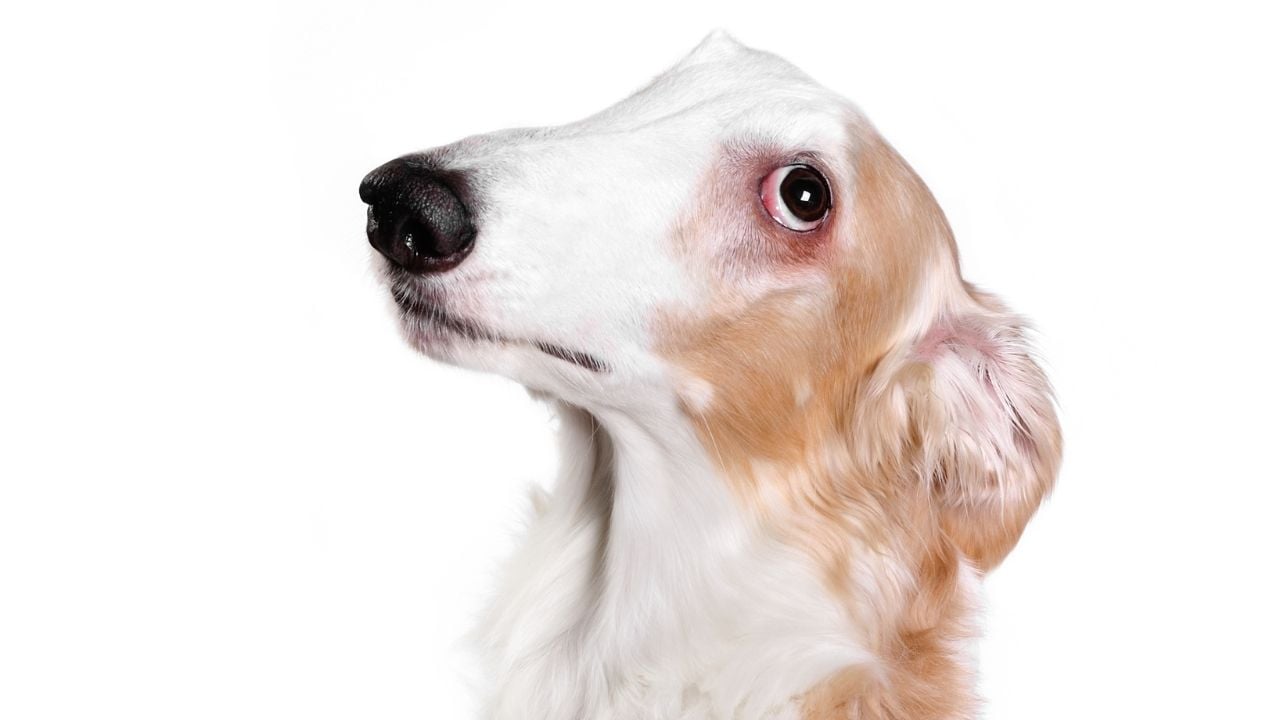 uzun burunlu köpek cinslerinden borzoi
