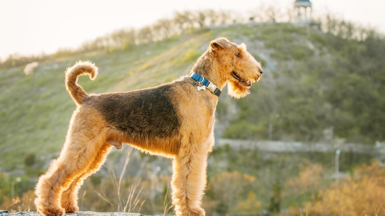 uzun burunlu köpek cinslerinden airedale terrier