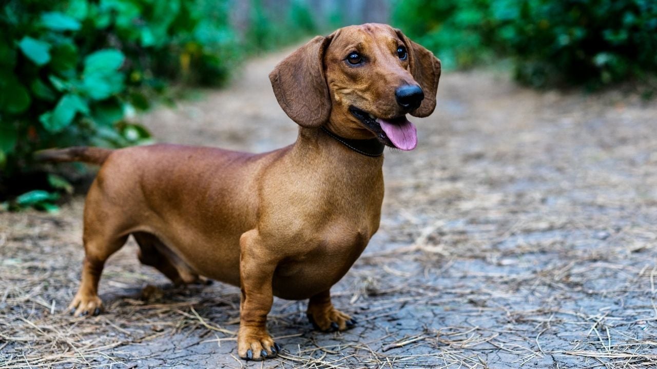 sosis köpek