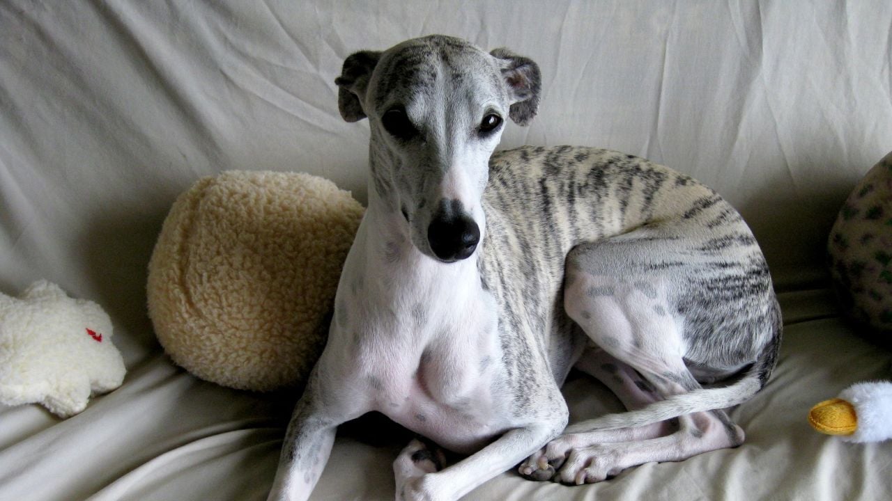 oturan Whippet