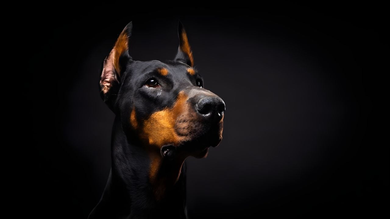 siyah doberman