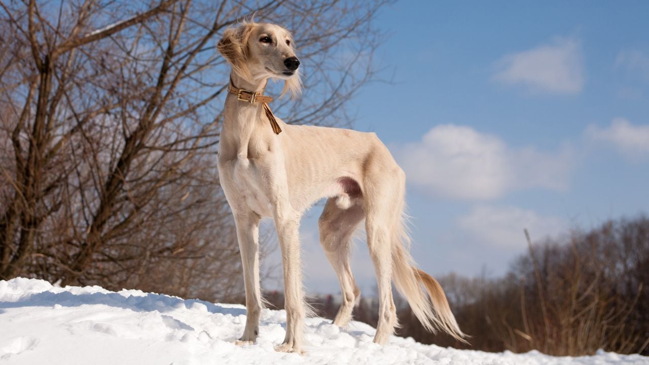 Saluki