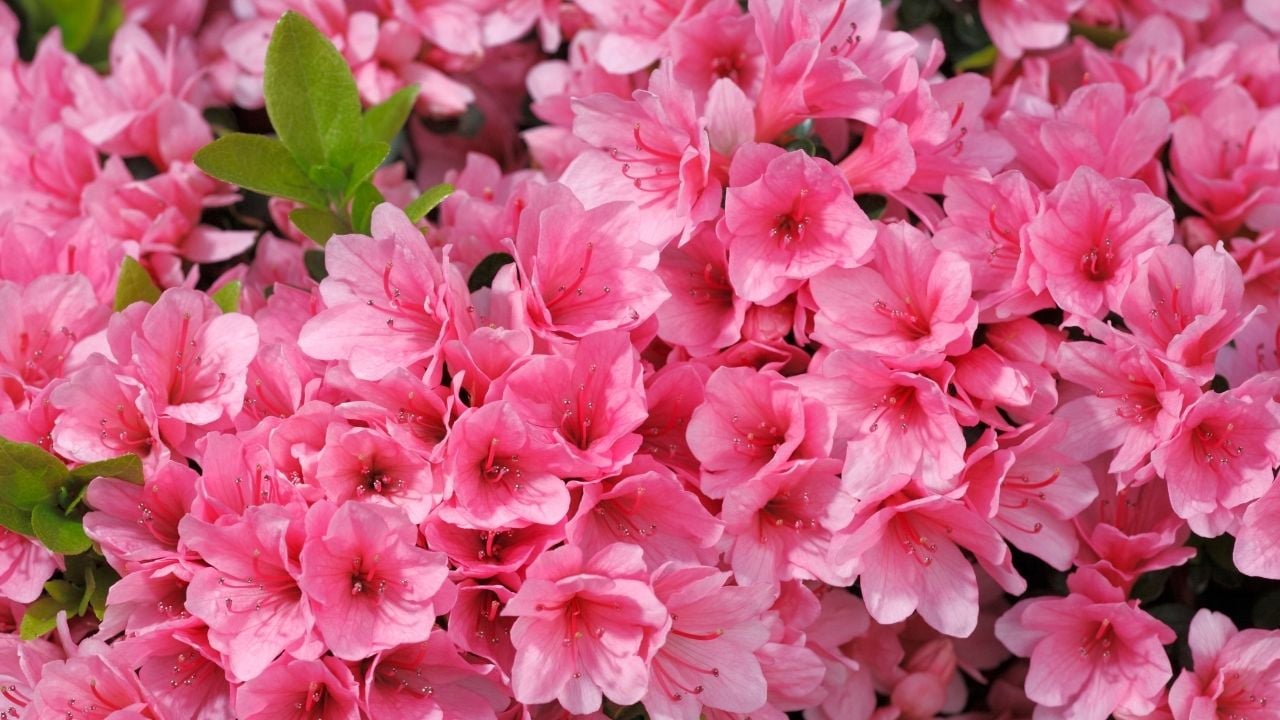 pembe Açelya (Azalea)