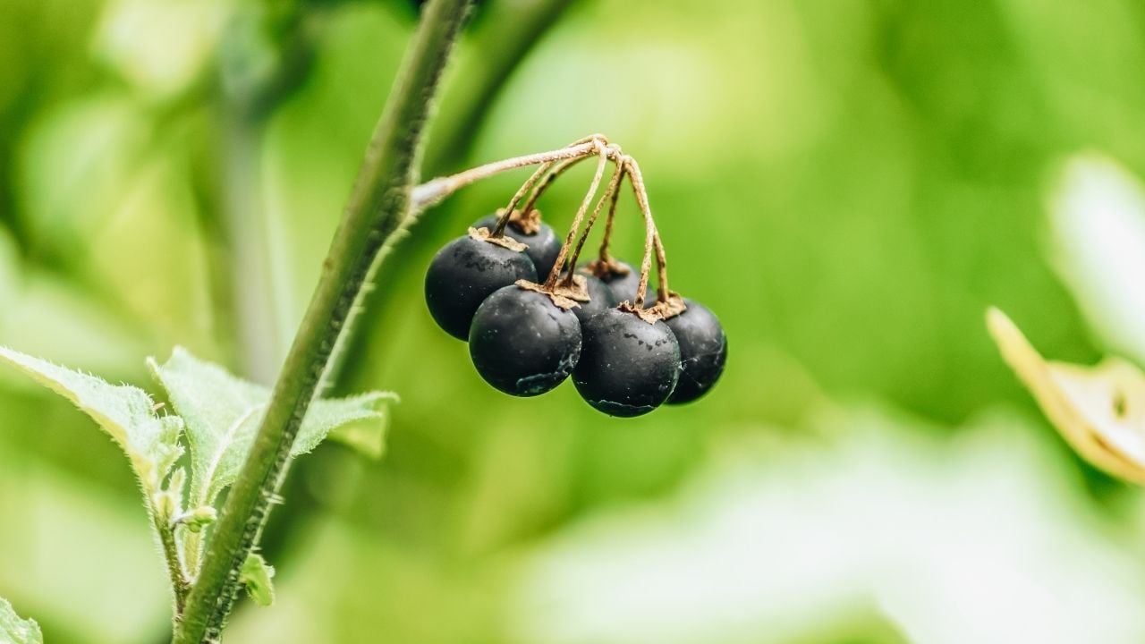 Köpek Üzümü (Black Nightshade)