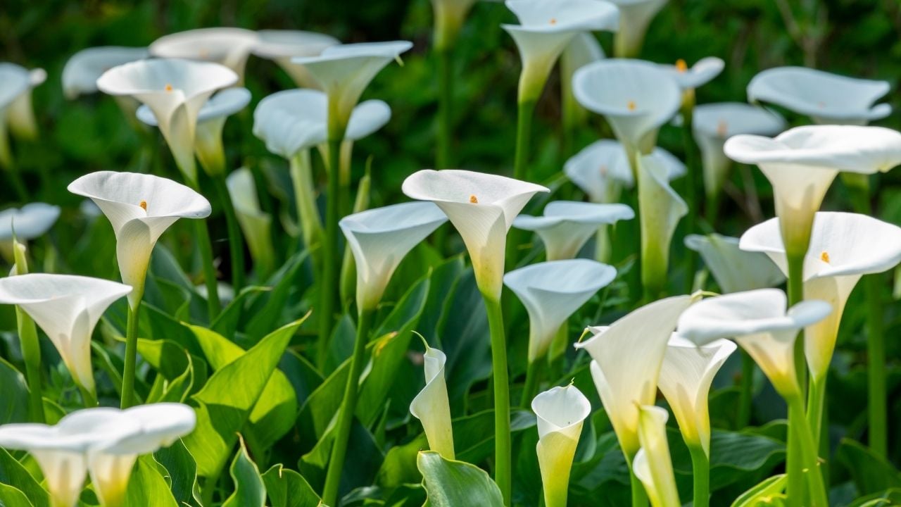 beyaz Gala Çiçeği (Calla Lily)