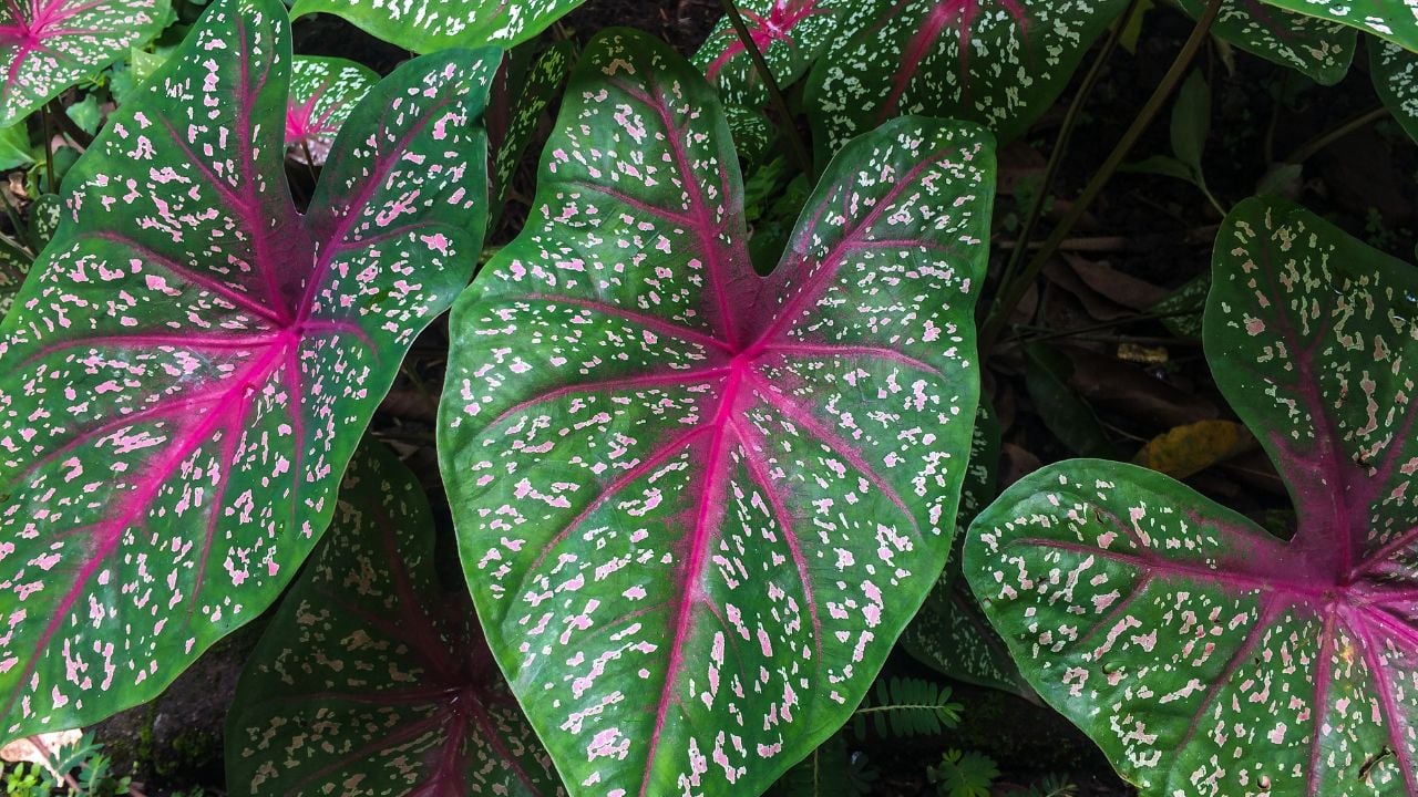 Kaladyum (Caladium)