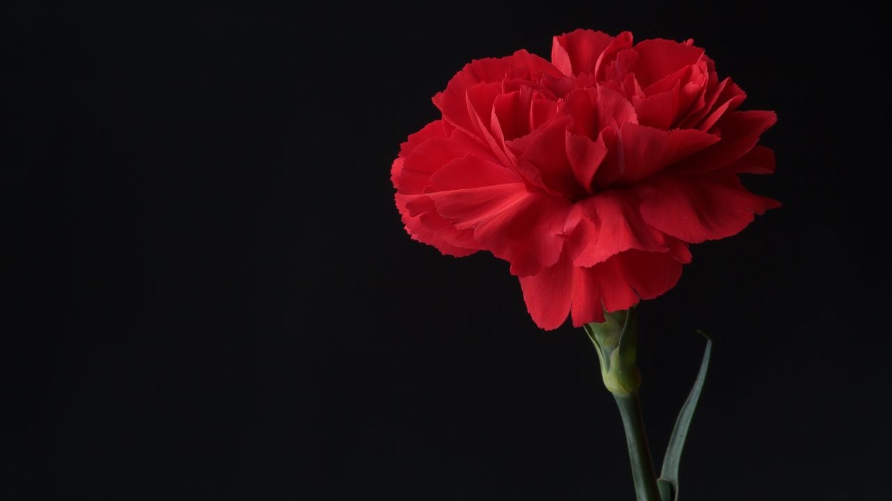 kırmızı Karanfil (Carnation)