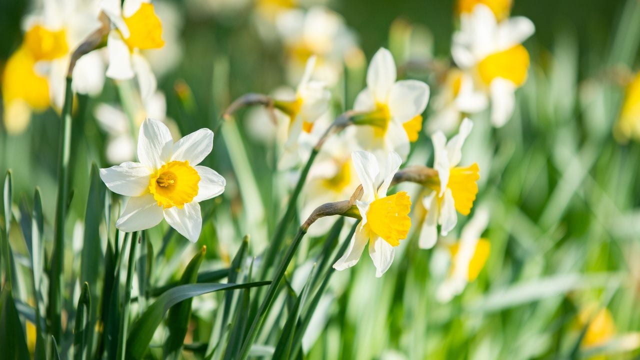Nergis (Daffodil, Narcissus)