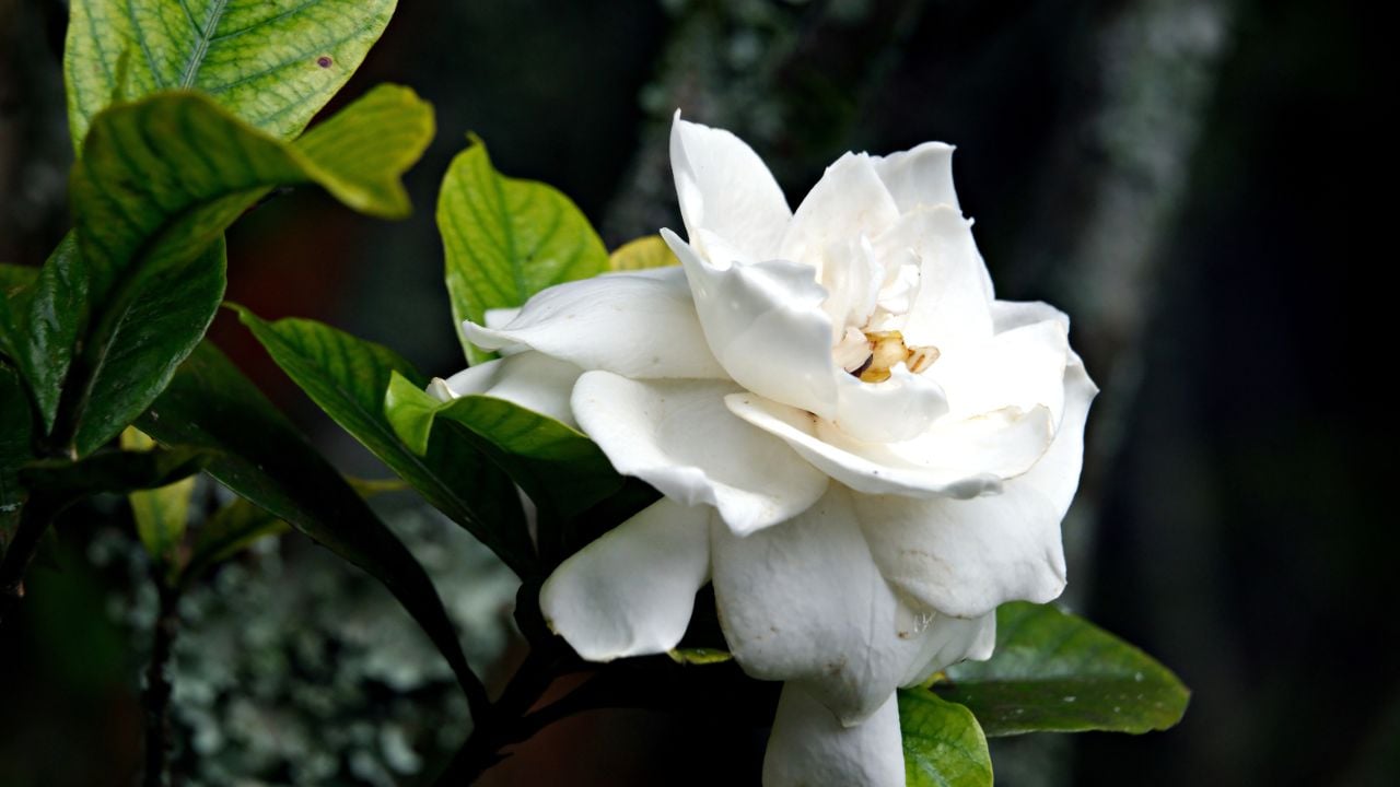 beyaz Gardenya (Gardenia)