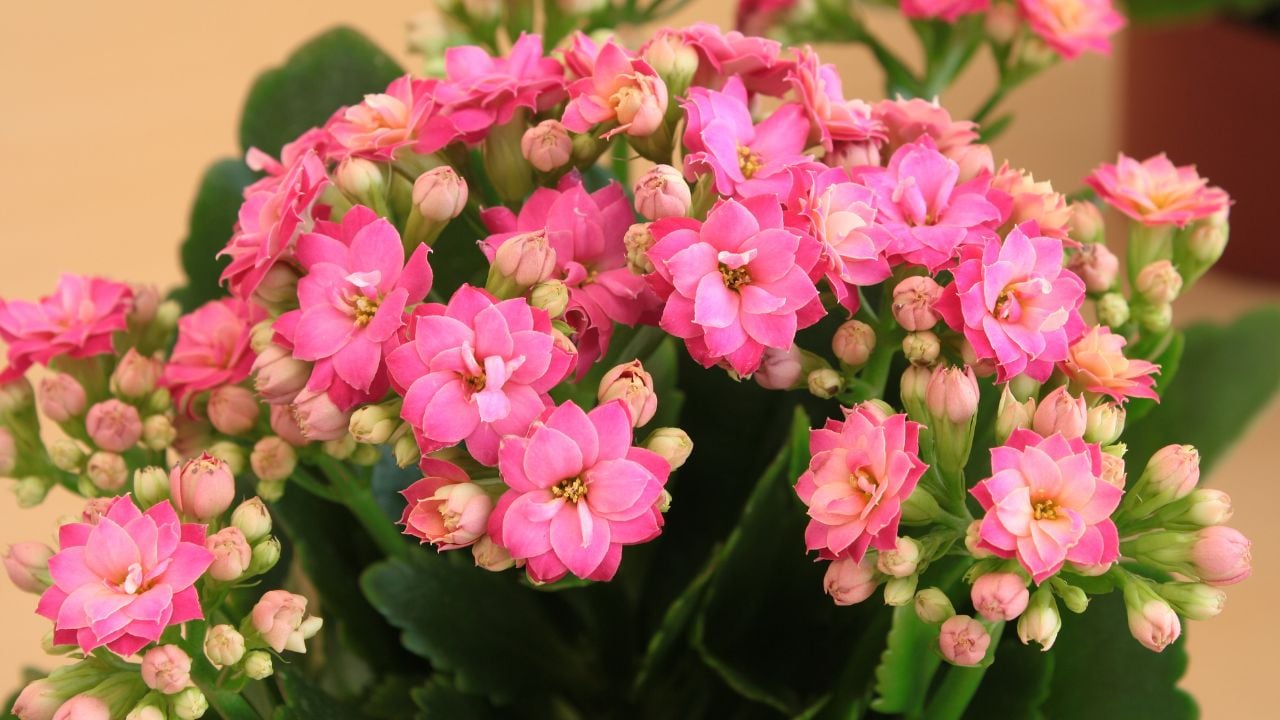 pembe Kalanşo (Kalanchoe)