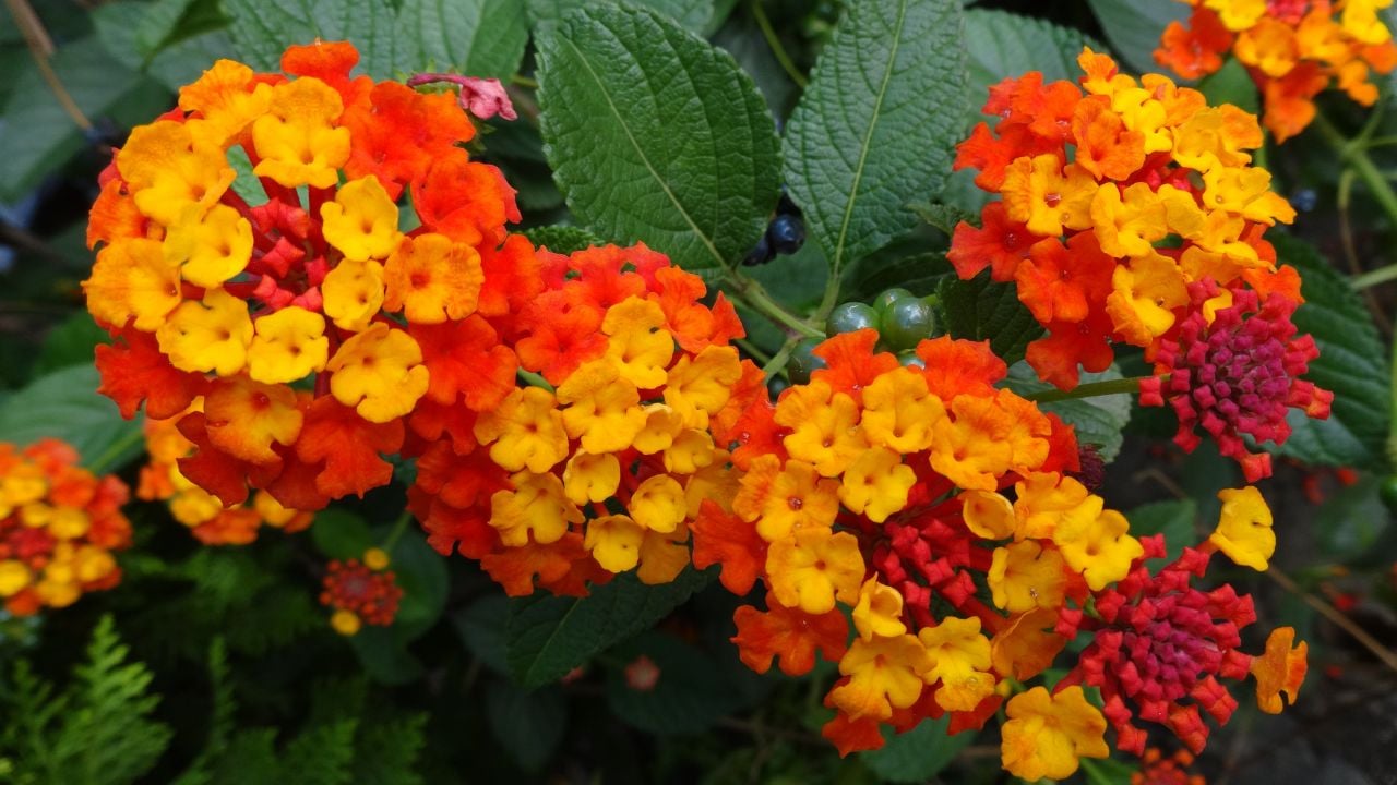 turuncu sarı Ağaç Minesi, Mine Çiçeği (Lantana)