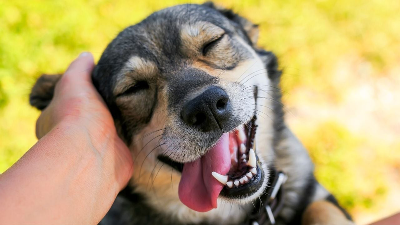 gülümseyen köpek