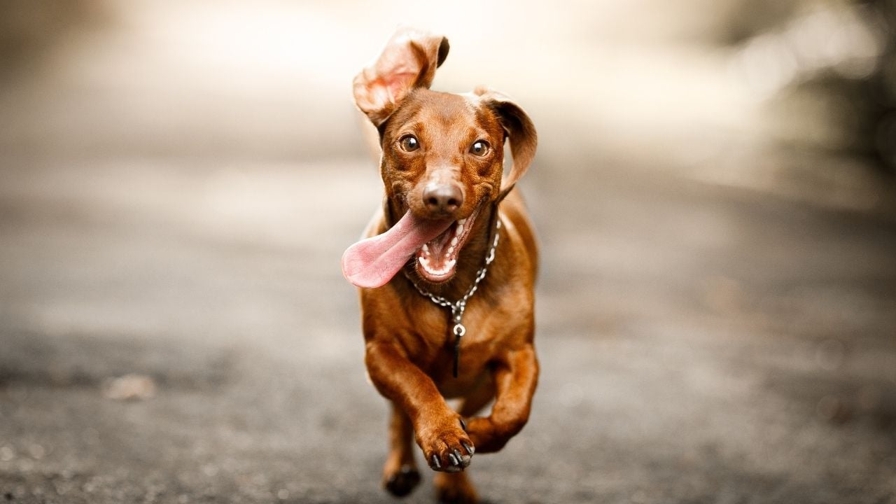 koşan bir köpek