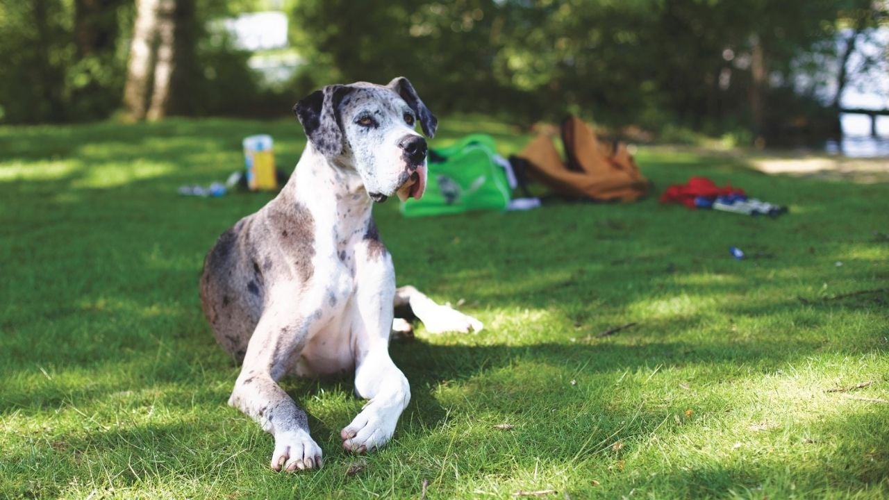danua cinsi bir köpek