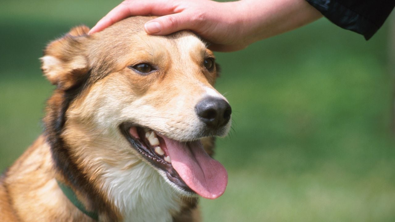 köpek seven biri