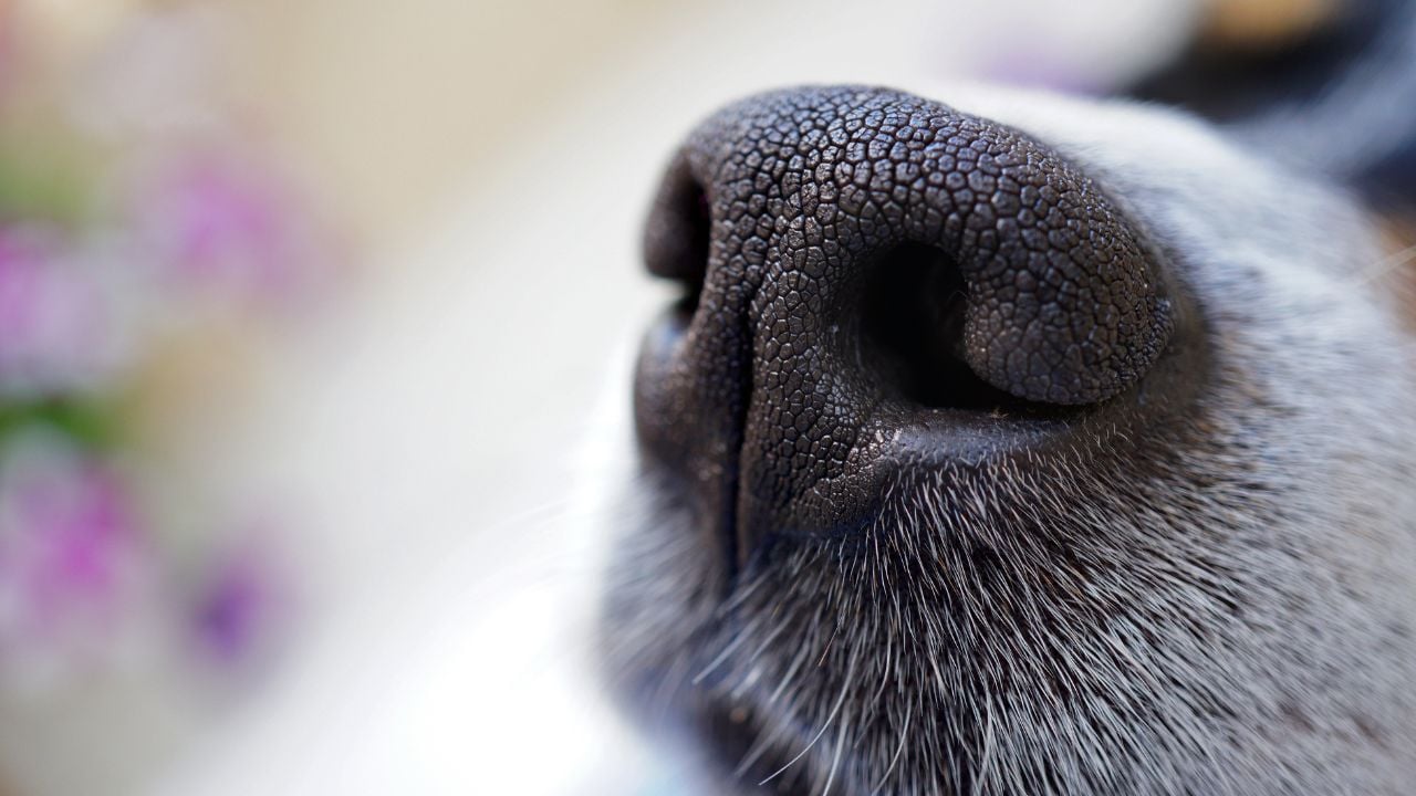 köpeğin burnu