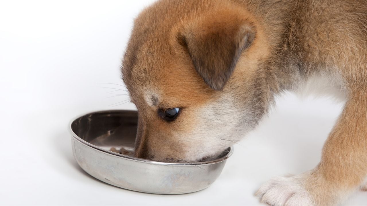 yavru köpek mama yiyor
