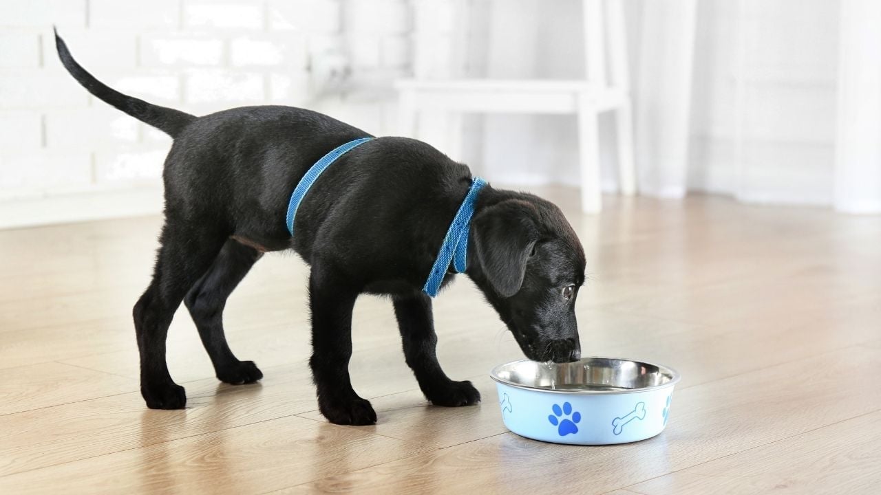 siyah yavru köpek mama yiyor
