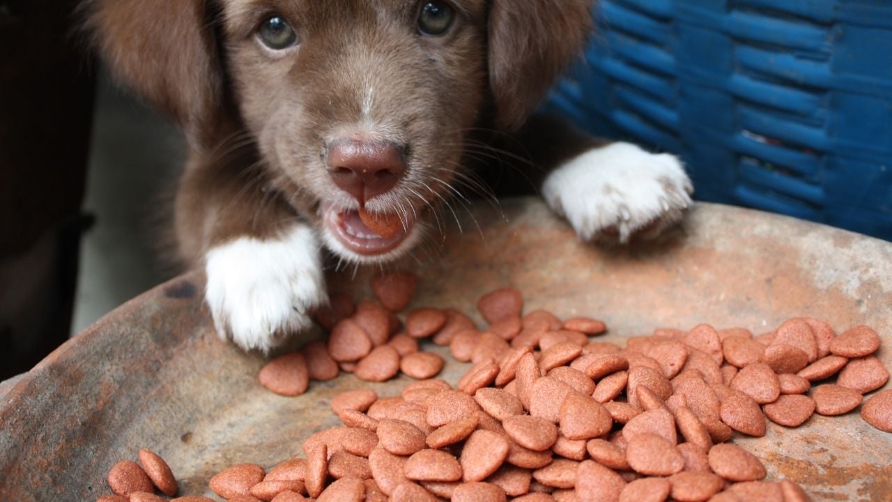 sevimli köpek mama yiyor