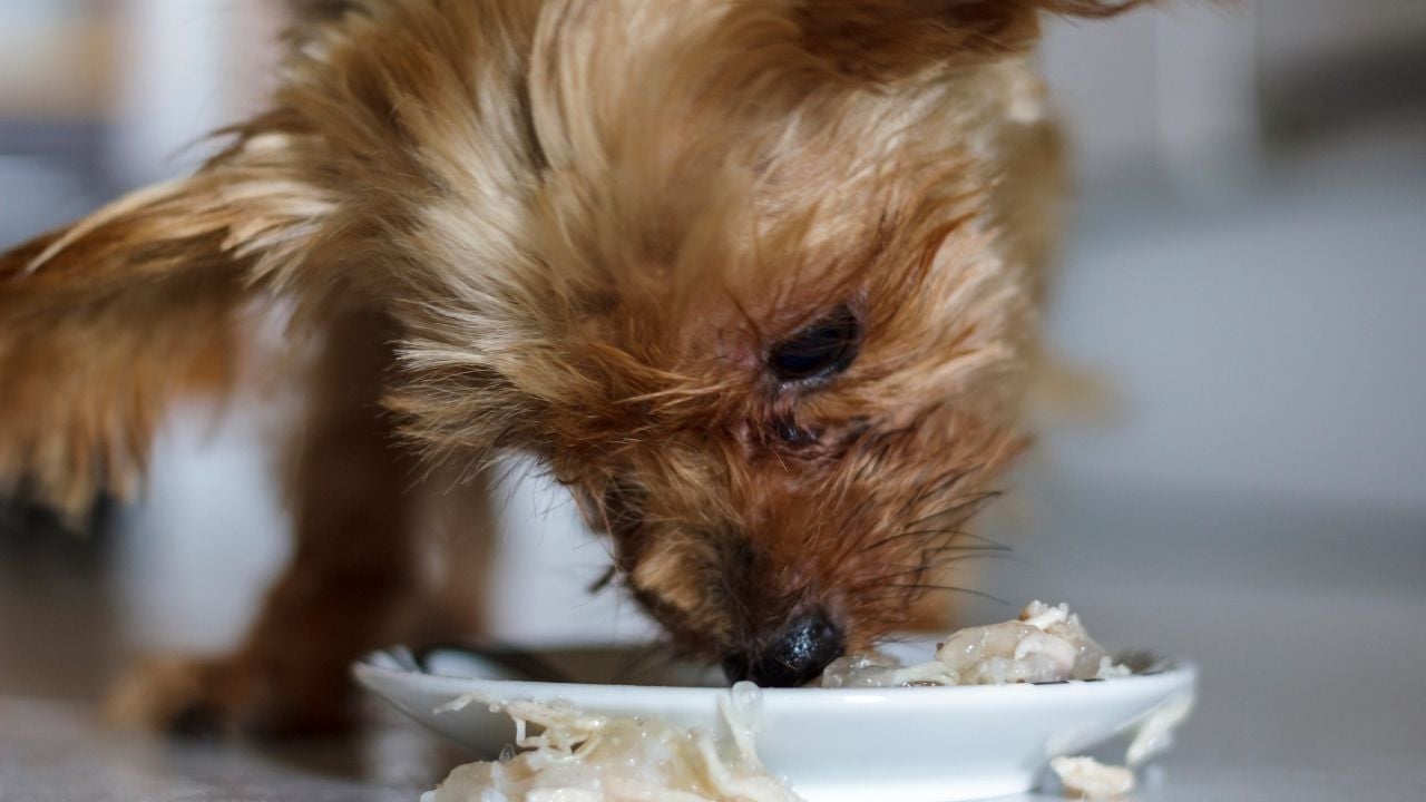 yavru köpek yaş mama yiyor