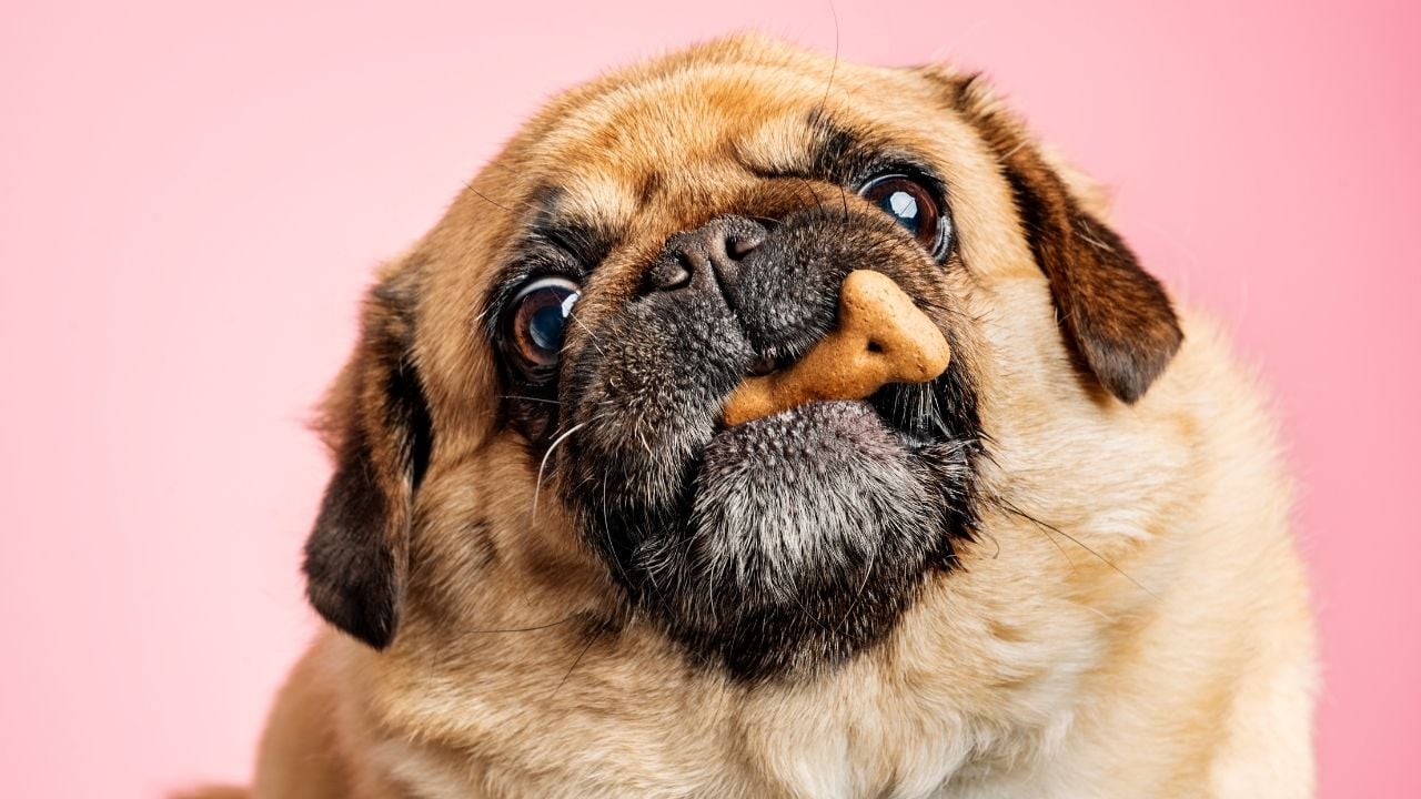 köpek ödül maması yiyor