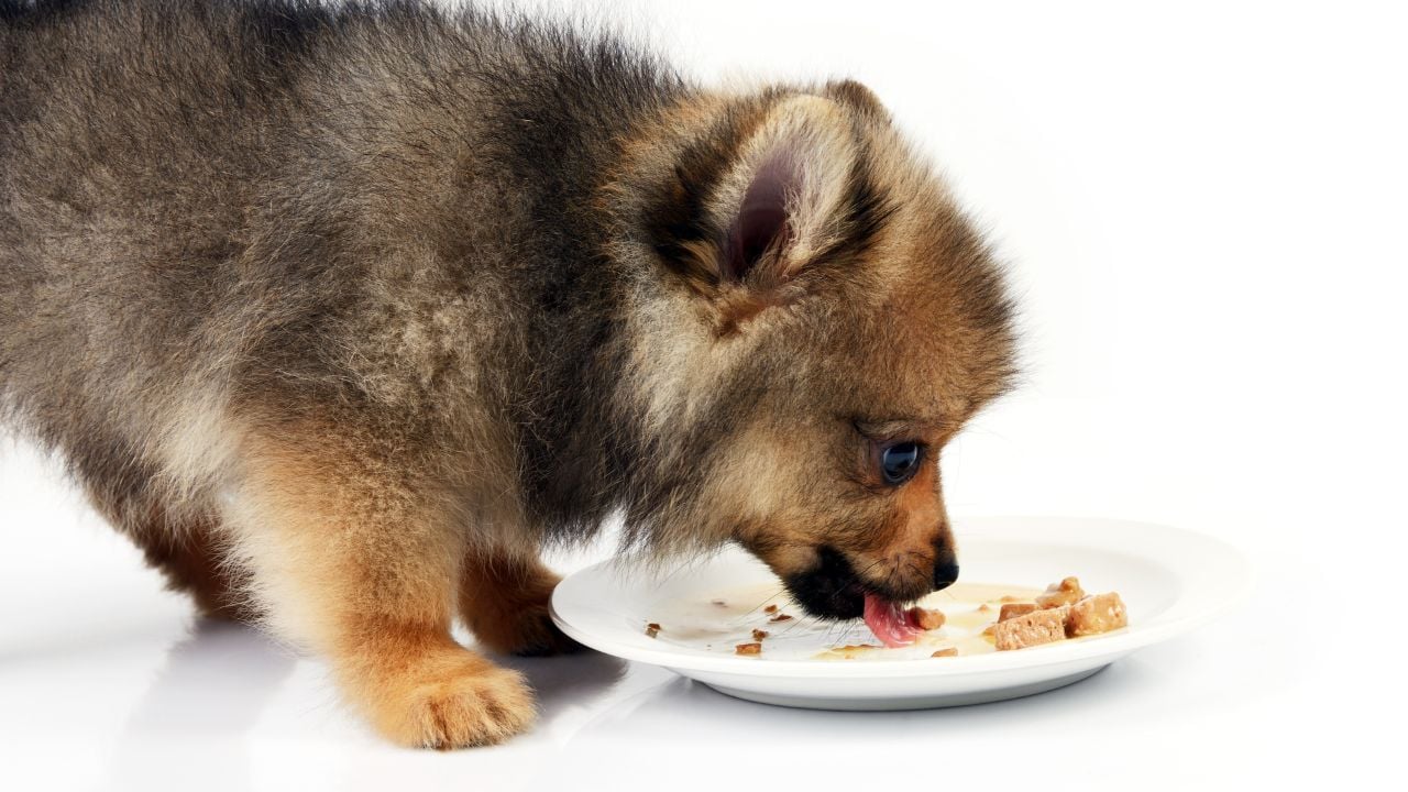 yavru köpek yemek yiyor