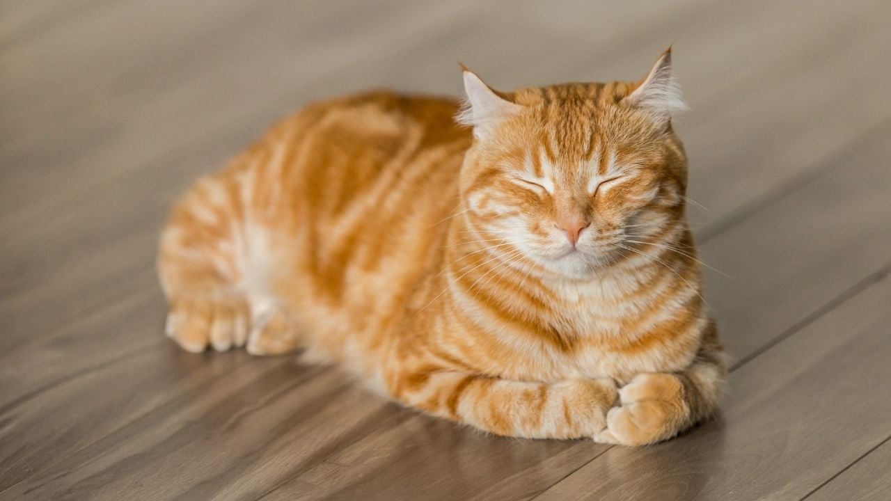 hasta bir kedi