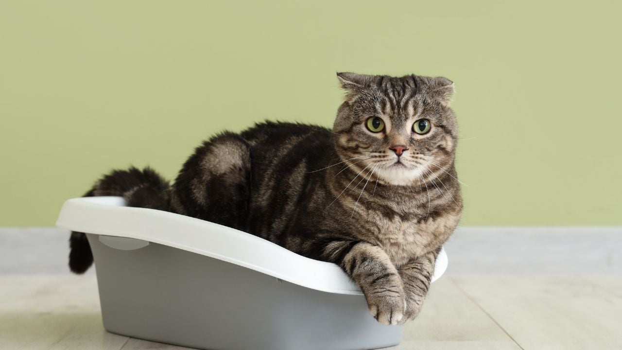 tuvalet kabında oturan bir kedi