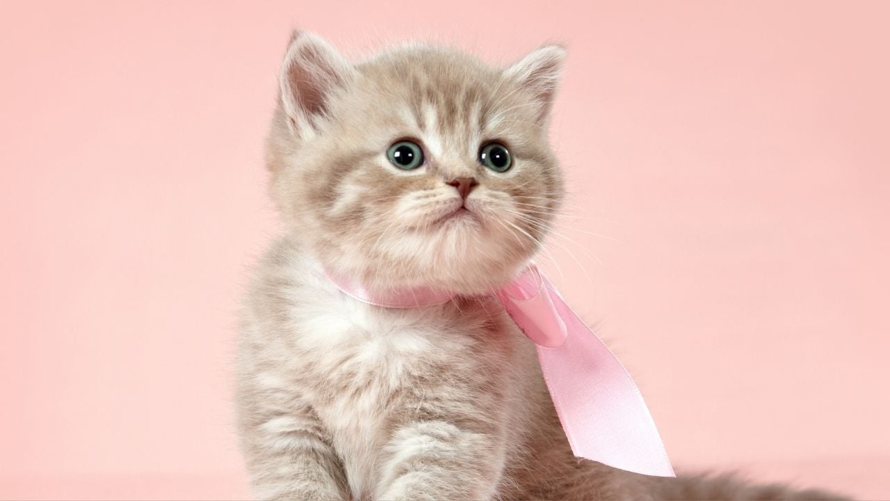 sevimli açık renkli yavru kedi