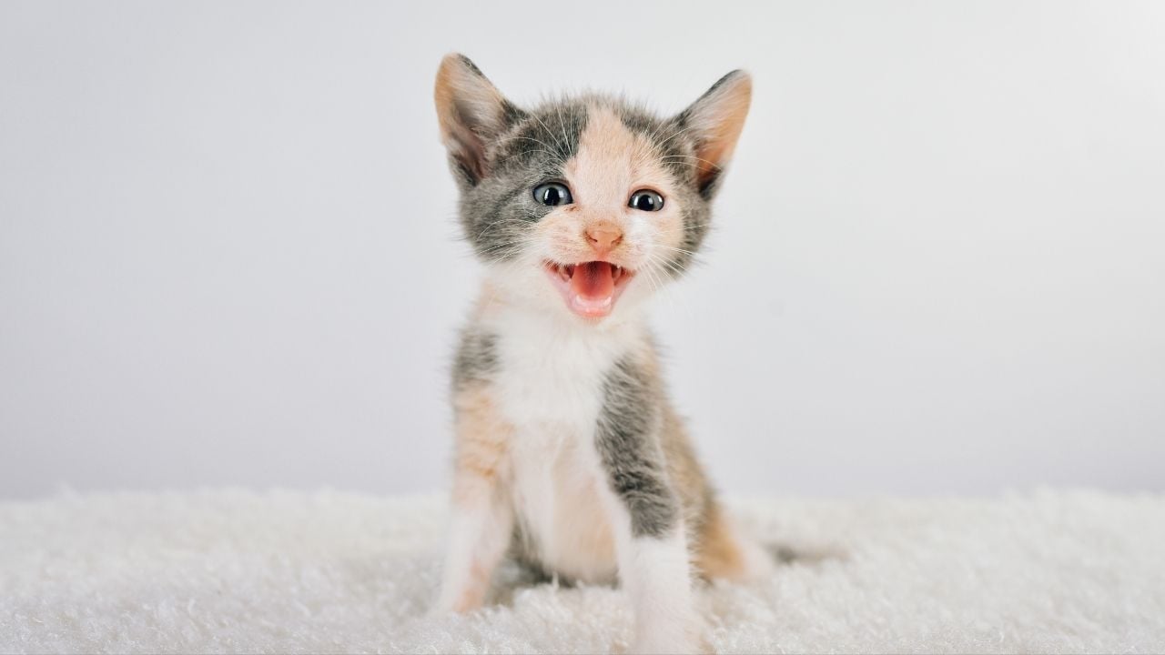 minik kedi