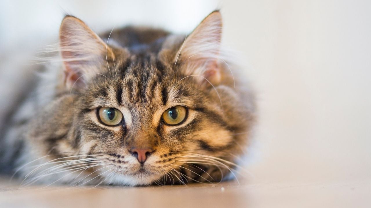 tekir kedi yerde yatıyor