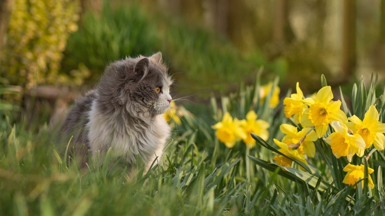 kedi ve sarı çiçekler
