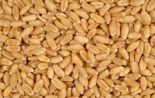 Key Steps for Setting Up a Durum Wheat Processing Plant: Comprehensive Business Plan